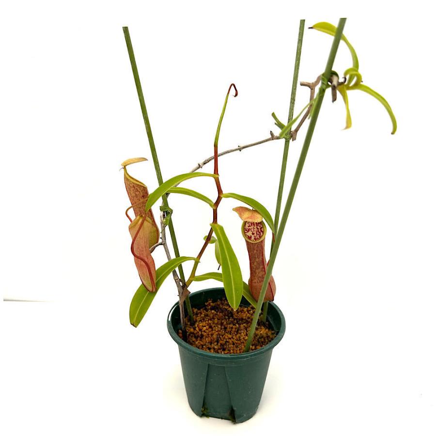 食虫植物）訳あり ウツボカズラ ネペンテス トバイカ 2．5号 ツボ