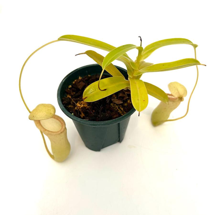 食虫植物）ウツボカズラ ネペンテス（ベントリコーサ×シブヤンエンシス