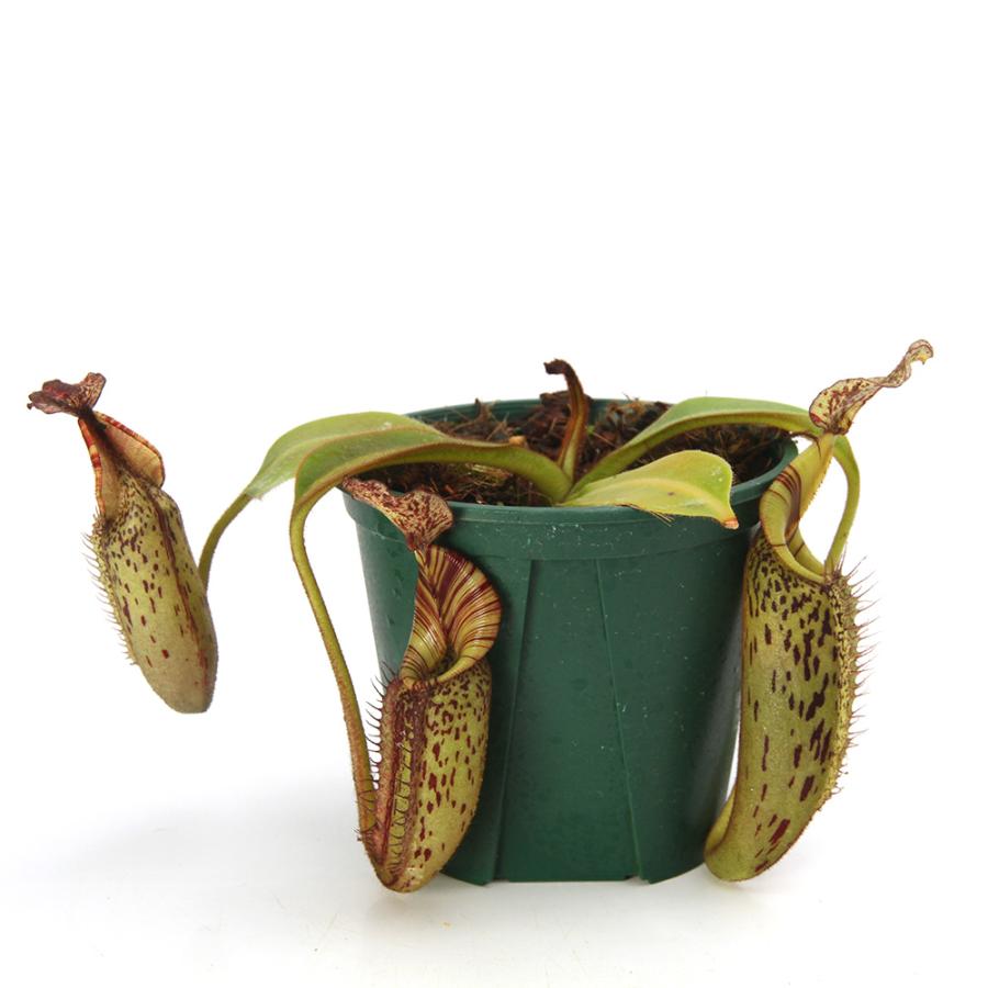 食虫植物）一点物 ウツボカズラ ネペンテス （ビーチ×バービッジアエ
