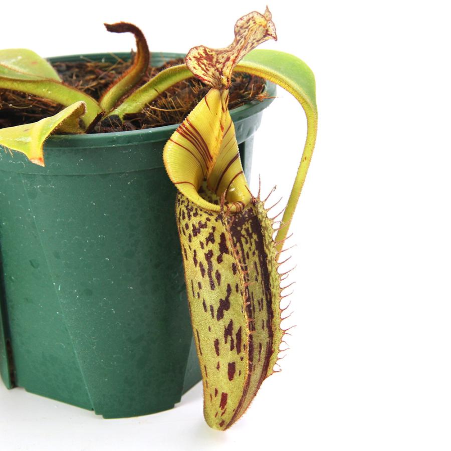食虫植物）一点物 ウツボカズラ ネペンテス （ビーチ×バービッジアエ