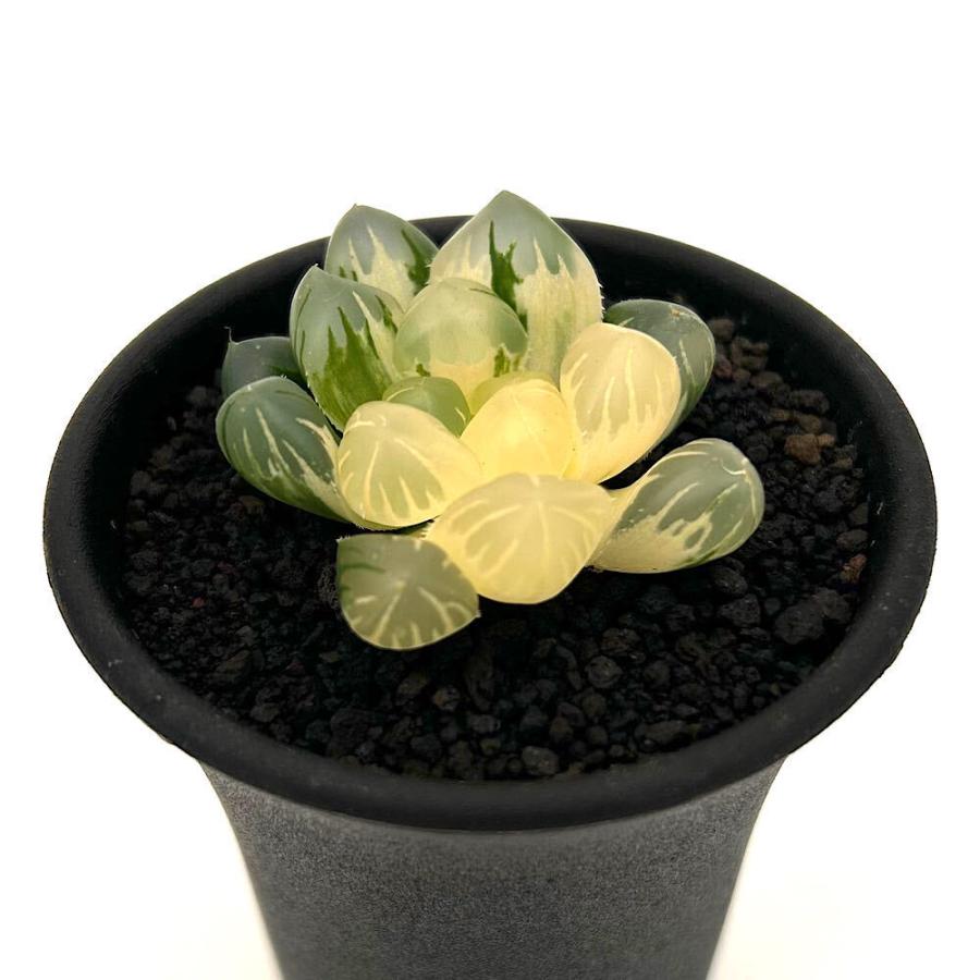多肉植物）一点物 ハオルチア オブツーサ錦 水中月 2．5号（1鉢