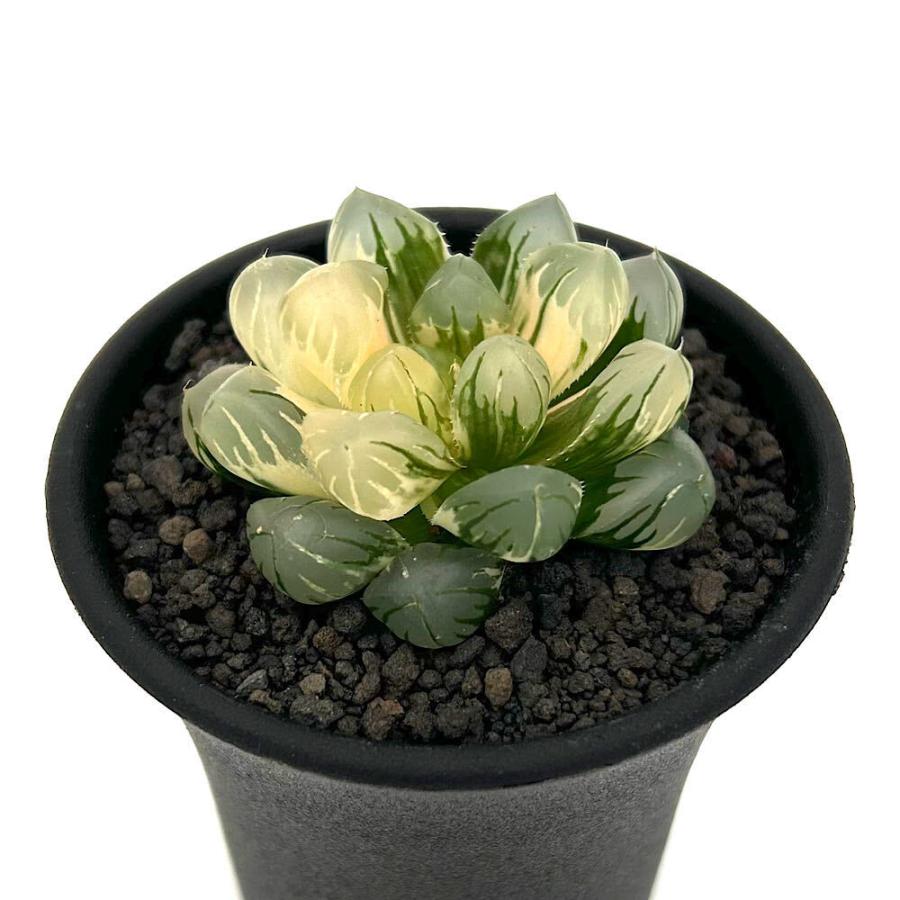 多肉植物）一点物 ハオルチア オブツーサ錦 水中月 2．5号（1鉢