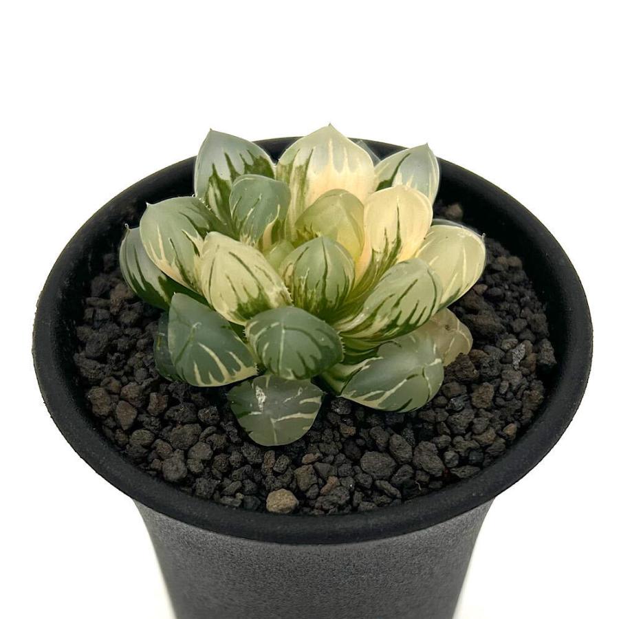 多肉植物）一点物 ハオルチア オブツーサ錦 水中月 2．5号（1鉢