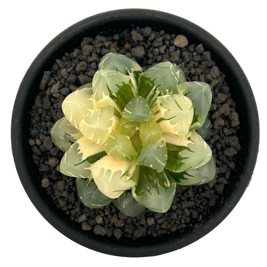 多肉植物）一点物 ハオルチア オブツーサ錦 水中月 2．5号（1鉢