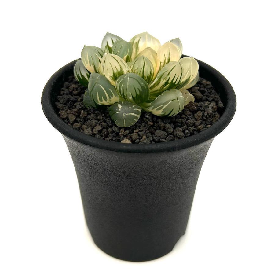 多肉植物）一点物 ハオルチア オブツーサ錦 水中月 2．5号（1鉢