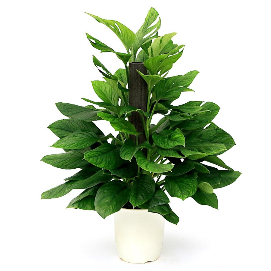 観葉植物）モンステラ ジェイドウィング 8号（1鉢） : charm 第2