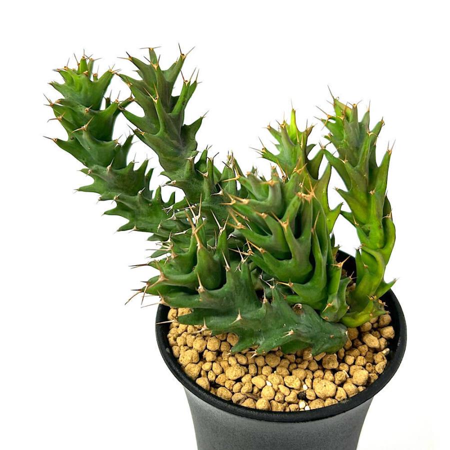 ユーフォルビア 塊根 トルチラマ 多肉植物）ユーフォルビア トルチラマ 3〜3．5号（1鉢） : charm