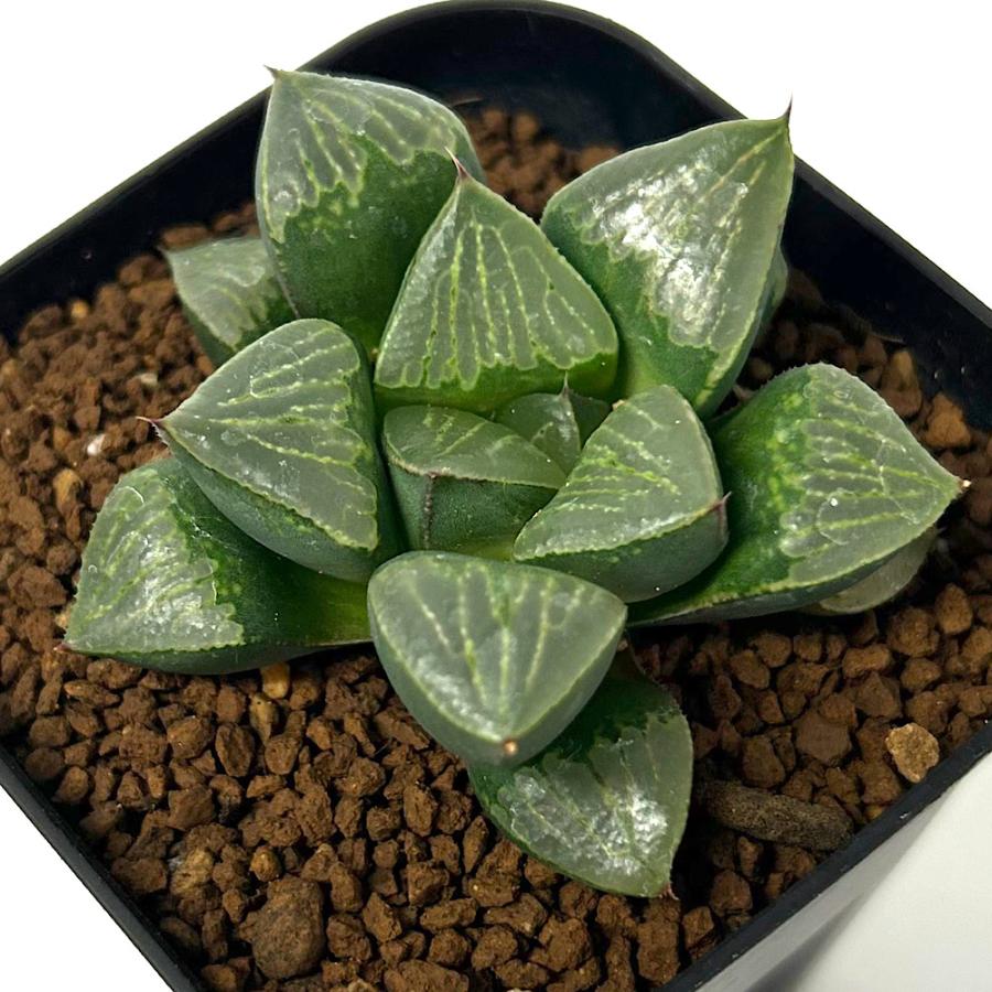 多肉植物）ハオルチア パルナシウスS×本間般若SC−1 3号（1鉢