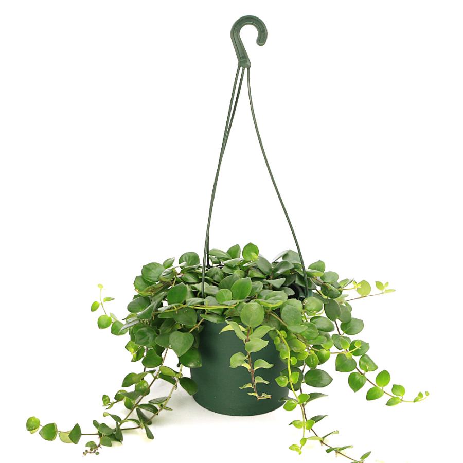 観葉植物）エスキナンサス タイ ピンク 吊り鉢タイプ 5号（1鉢