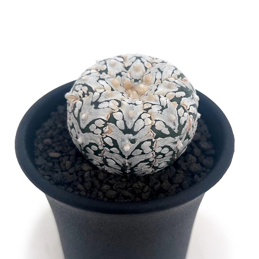 現物 レア 多肉植物 サボテン キャンディー兜錦 1cm 抜き苗 7株セット