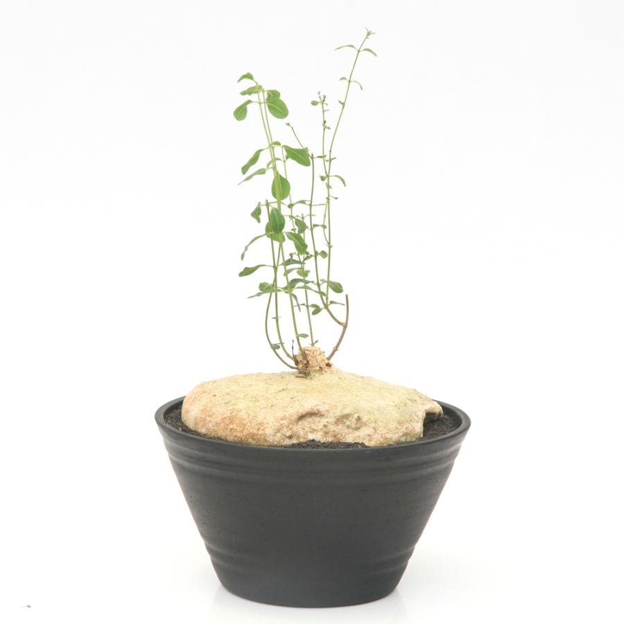 多肉植物）一点物 ラフィオナクメ ブルケイ 平鉢 27号（1鉢