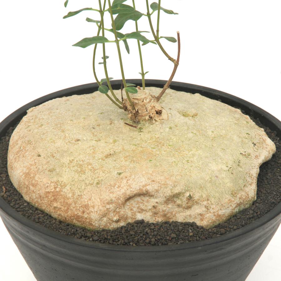多肉植物）一点物 ラフィオナクメ ブルケイ 平鉢 27号（1鉢