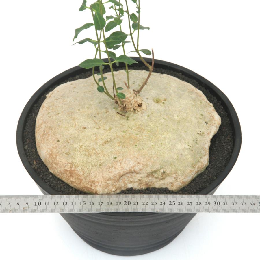 多肉植物）一点物 ラフィオナクメ ブルケイ 平鉢 27号（1鉢