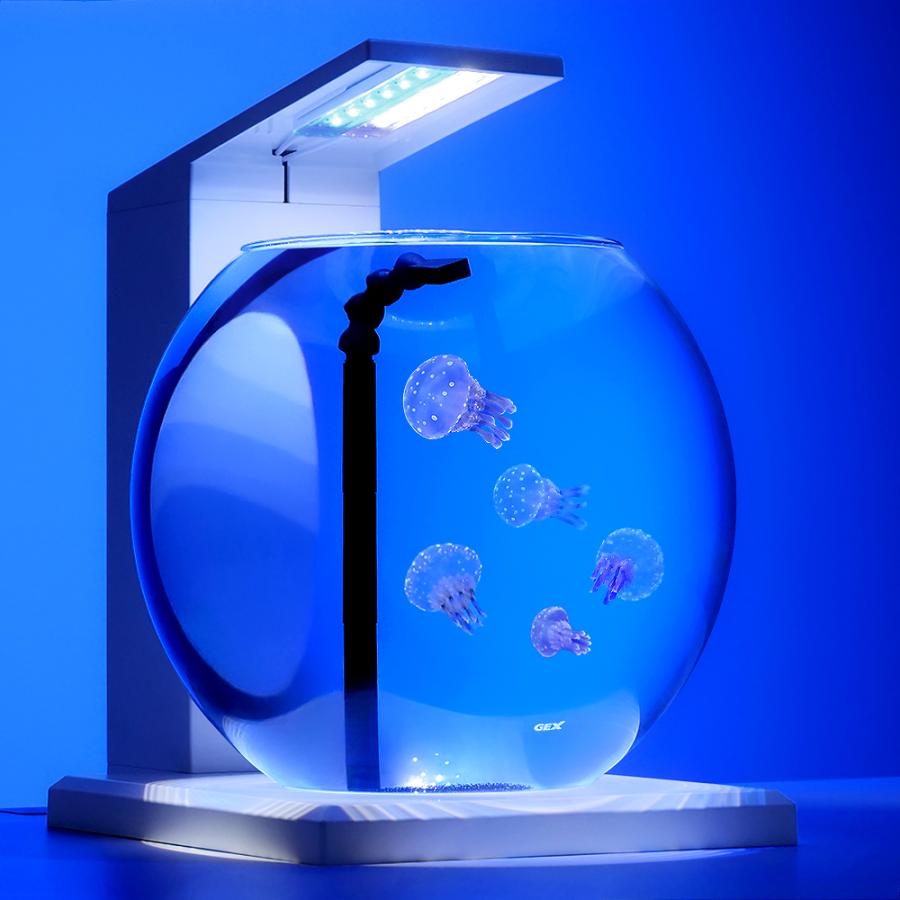 海水魚）デカペルコ＆タコクラゲ 飼育スタートセット 本州四国限定