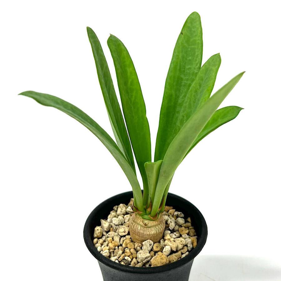 n*k様 ユーフォルビア サピニー 国内実生 多肉植物）一点物 ユーフォルビア サピニー 2．5号（1鉢）冬季落葉