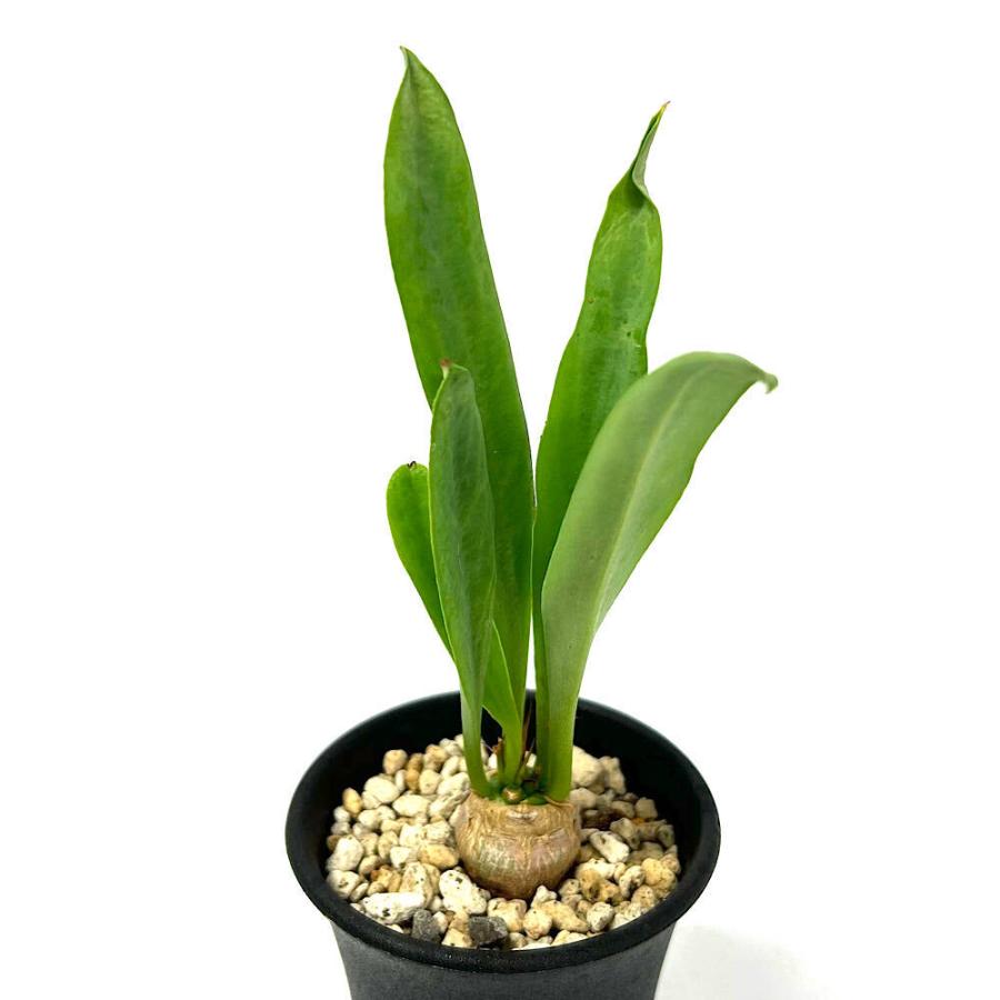 ユーフォルビア　サピニー　塊根植物　サボテン　実生　② 多肉植物）一点物 ユーフォルビア サピニー 2．5号（1鉢）冬季落葉