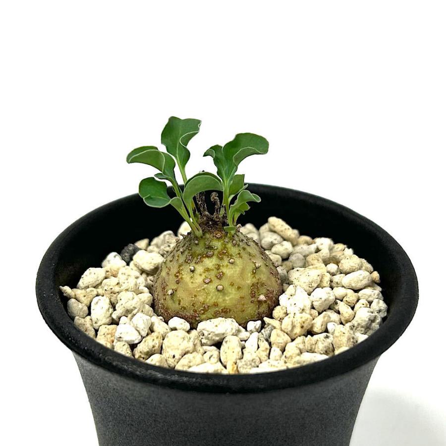 多肉植物）一点物 ユーフォルビア グロブリカウリス 2．5号（1鉢