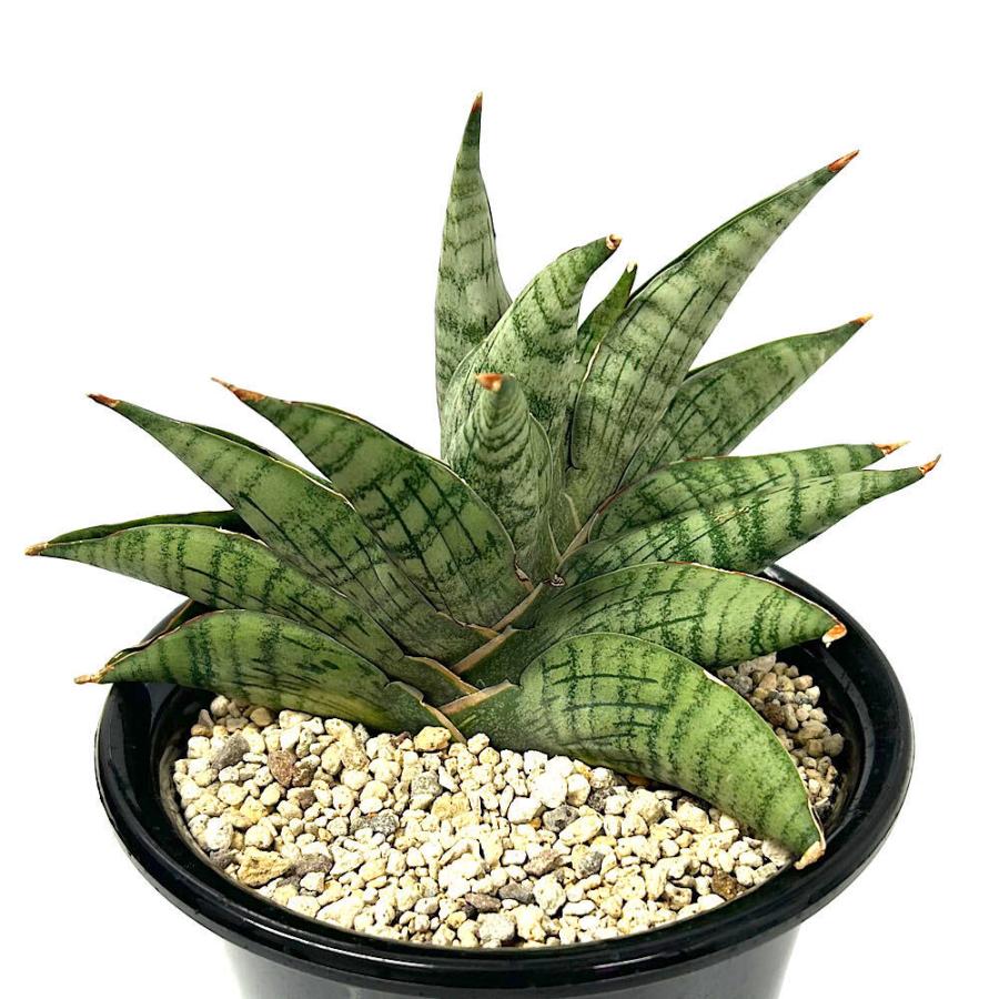 観葉植物）一点物 サンスベリア ライオンハート 5号（1鉢） : charm
