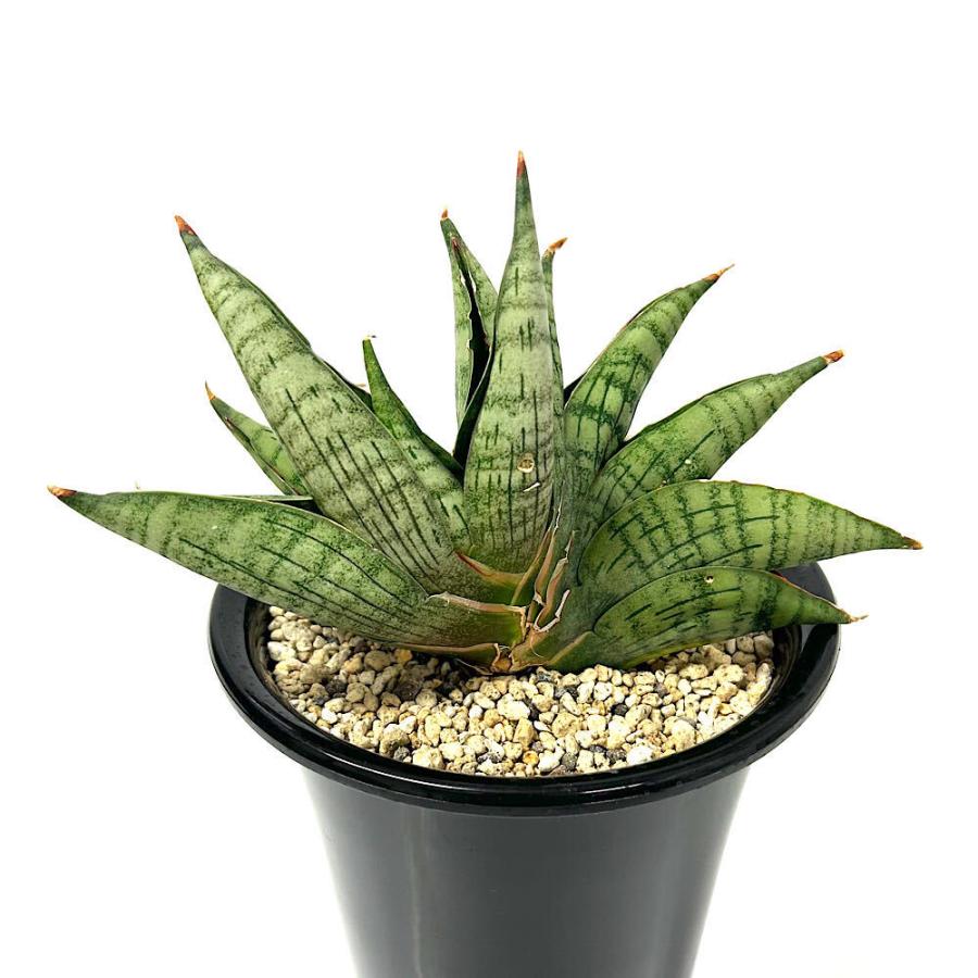 観葉植物）一点物 サンスベリア ライオンハート 5号（1鉢） : charm