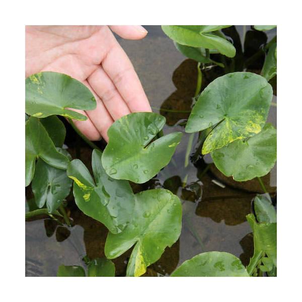 （ビオトープ）水生植物　河骨　斑入りコウホネ（１ポット）　浮葉植物（Yahoo!・charm 第2ヤフー店）