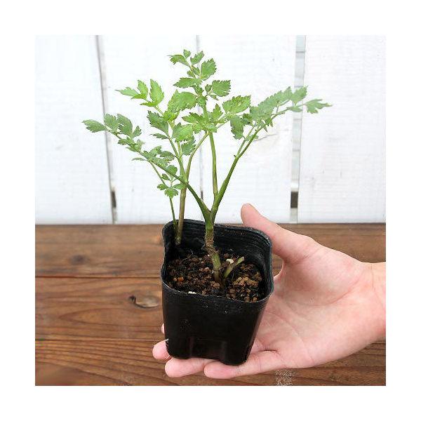 （ビオトープ）水生植物　セリ　芹（１ポット）　家庭菜園（Yahoo!・charm 第2ヤフー店）