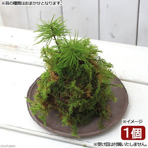 （盆栽）苔玉　コウヤノマンネングサ（１個）　観葉植物　コケ玉（Yahoo!・charm 第2ヤフー店）