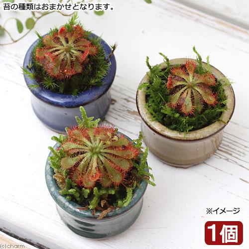 （盆栽）苔盆栽　豆鉢　おまかせモウセンゴケ（１鉢）食虫盆栽（Yahoo!・charm 第2ヤフー店）
