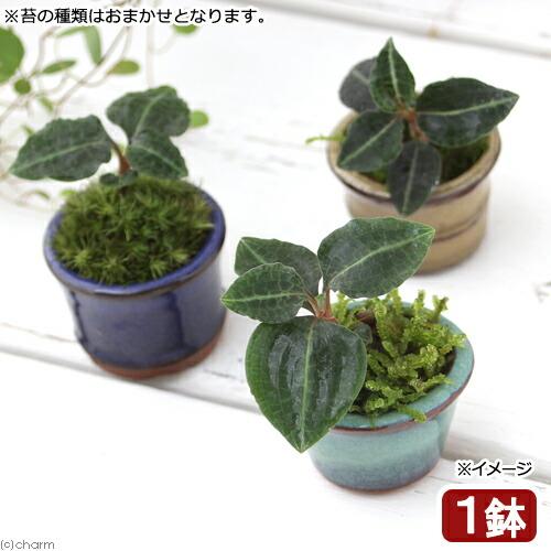 （山野草）盆栽　豆鉢　苔盆栽　Ｖｅｒ．ベニシュスラン（１鉢）（Yahoo!・charm 第2ヤフー店）