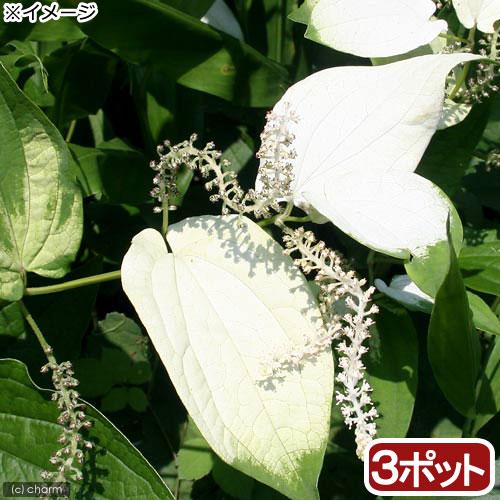 （ビオトープ）水生植物　ハンゲショウ（３ポット）　抽水植物（Yahoo!・charm 第2ヤフー店）