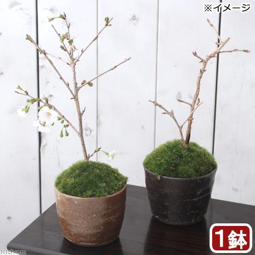 （山野草）苔盆栽　サクラ（桜）富士桜　穴有益子焼植木鉢（還元）（１鉢）（Yahoo!・charm 第2ヤフー店）