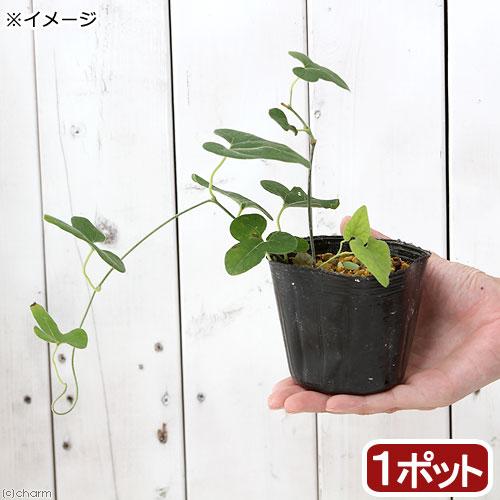 （山野草）ウマノスズクサ（大葉馬の鈴草／馬の鈴草）２．５〜３号（１ポット）（Yahoo!・charm 第2ヤフー店）
