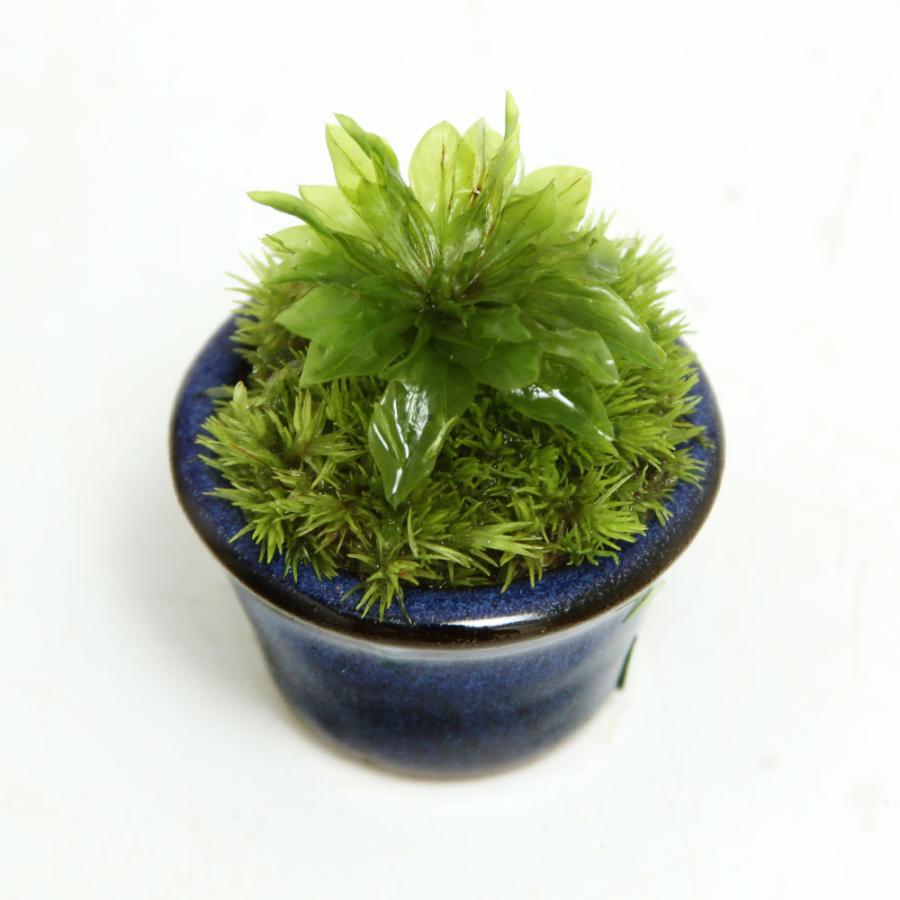 （山野草）苔盆栽　オオカサゴケ　豆鉢植え（１鉢）（Yahoo!・charm 第2ヤフー店）