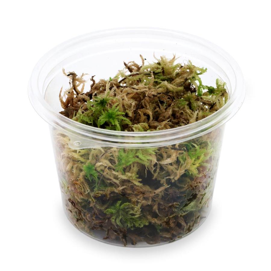 （観葉植物）テラリウム　苔　カップ売り　国産　生ミズゴケ（生水苔）（１カップ）（Yahoo!・charm 第2ヤフー店）