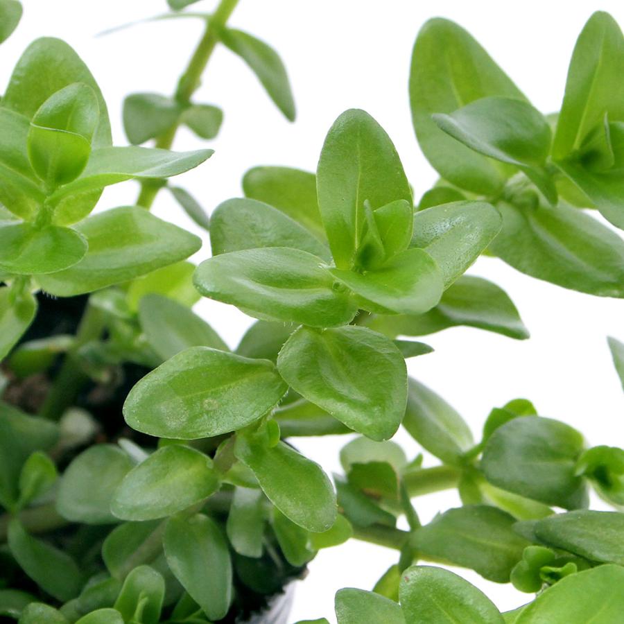 （ビオトープ）水生植物　ウォーターバコパ（１ポット）抽水植物（Yahoo!・charm 第2ヤフー店）