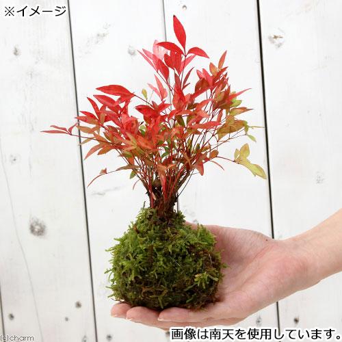 （盆栽）苔玉　品種おまかせ　ナンテン（南天）（１個）観葉植物　コケ玉（Yahoo!・charm 第2ヤフー店）
