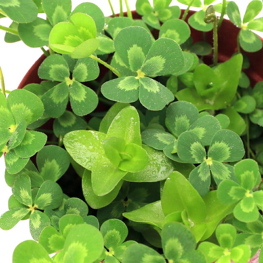 （ビオトープ）水生植物　メダカの鉢にも入れられる水生植物　ムチカとウォーターバコパの寄せ植え（１ポット）（バコパ挿したて）（Yahoo!・charm 第2ヤフー店）