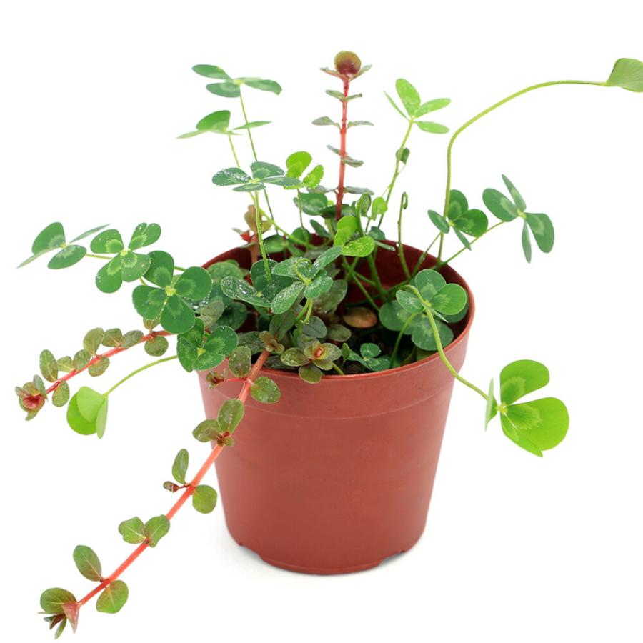 （ビオトープ）水生植物　メダカの鉢にも入れられる水生植物　ムチカと赤系ロタラの寄せ植え（１ポット）（ロタラ挿したて）（Yahoo!・charm 第2ヤフー店）