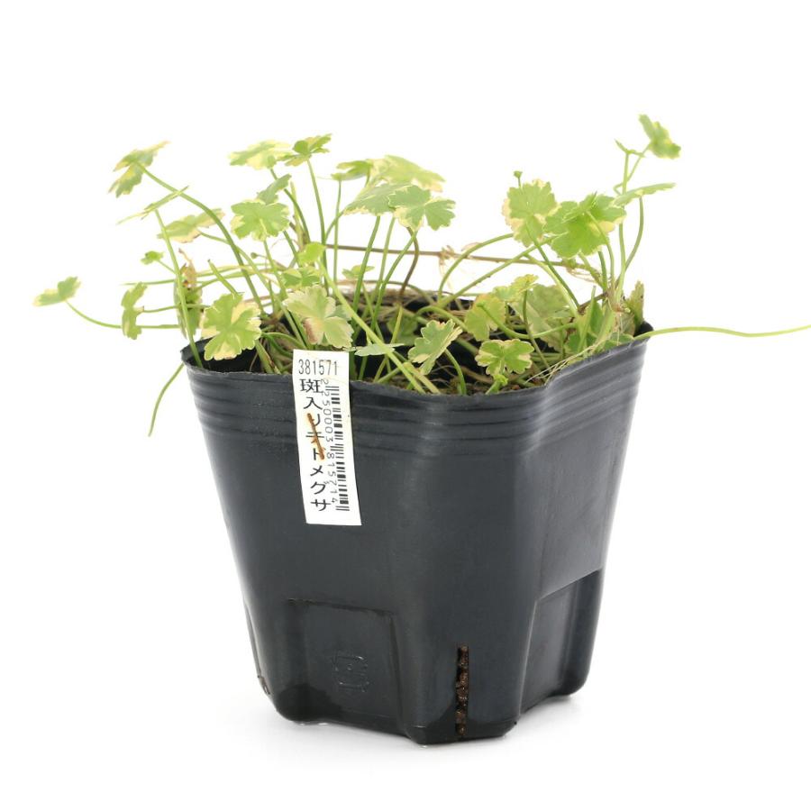 （ビオトープ）水生植物　斑入りチドメグサ　（クリスタルコンフェッティ）（１ポット）　湿生植物　グランドカバー（Yahoo!・charm 第2ヤフー店）