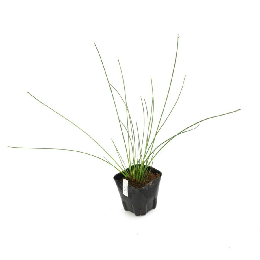 （ビオトープ）水生植物　アイノコカンガレイ（１ポット）　沈水〜抽水植物　日本産水草（Yahoo!・charm 第2ヤフー店）