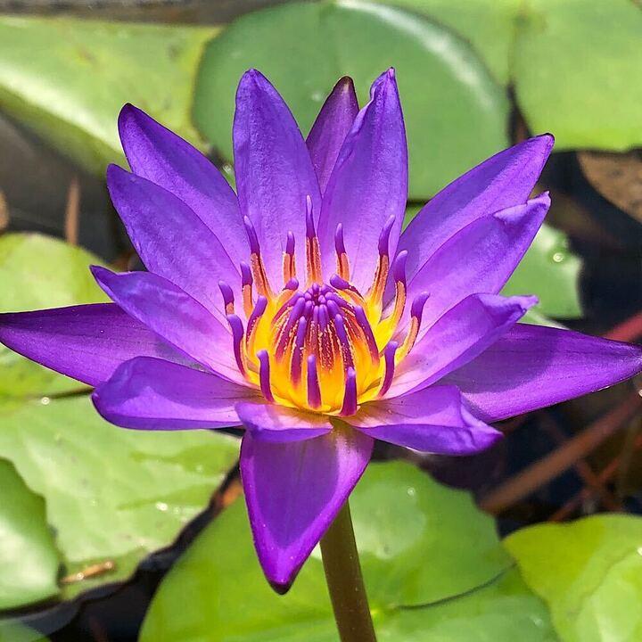 p*f様 熱帯睡蓮　Purple Carpentarie アネクフィア亜属　バル ビオトープ）睡蓮 熱帯性睡蓮（スイレン）（紫）ピーラヤー