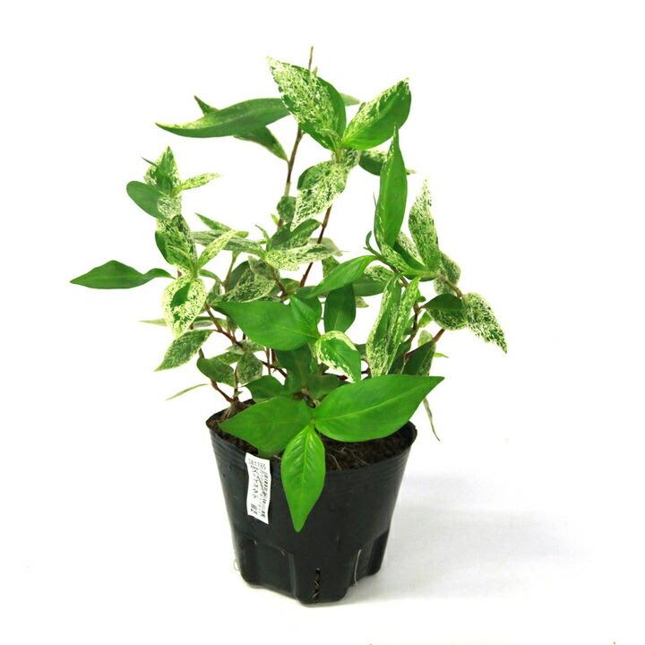 （ビオトープ）水生植物　斑入りイヌタデ　雪桜（１ポット）湿性植物　一年草（Yahoo!・charm 第2ヤフー店）