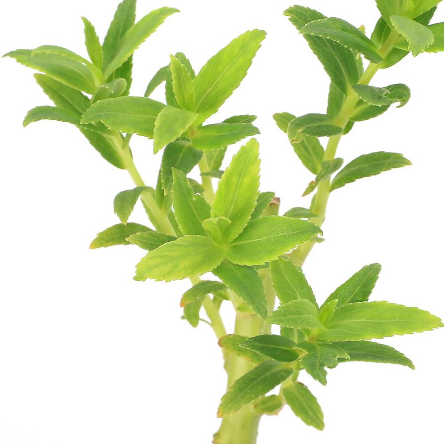 （ビオトープ）水生植物　桃花サワギキョウ（１ポット）　湿生植物（Yahoo!・charm 第2ヤフー店）