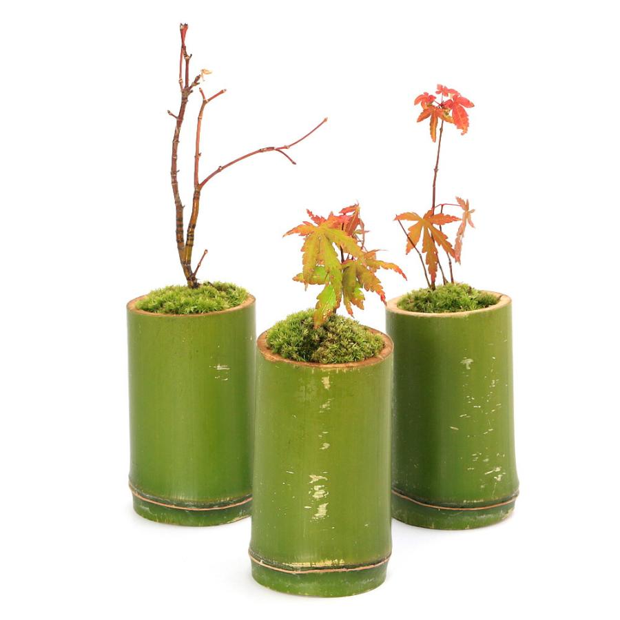盆栽）苔盆栽 竹鉢植え 紅葉（モミジ 品種おまかせ表記無し）（1鉢