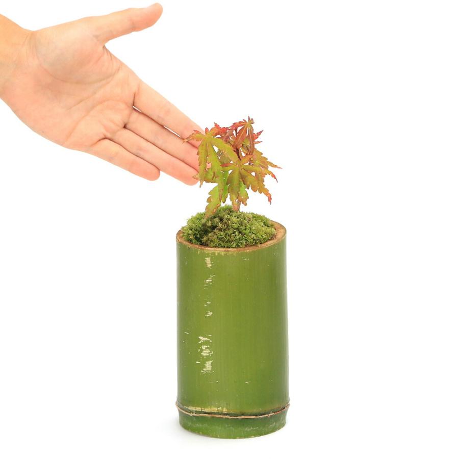 盆栽）苔盆栽 竹鉢植え 紅葉（モミジ 品種おまかせ表記無し）（1鉢