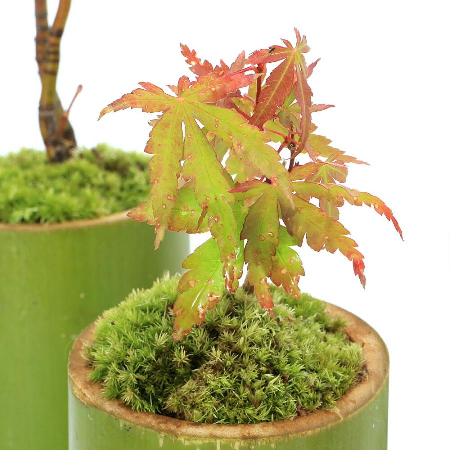 盆栽）苔盆栽 竹鉢植え 紅葉（モミジ 品種おまかせ表記無し）（1鉢