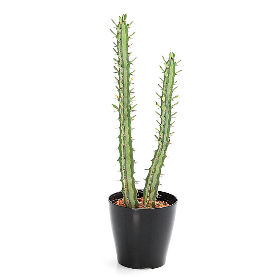多肉植物）ユーフォルビア クンチー 2本植え 3号（1鉢） : charm 第