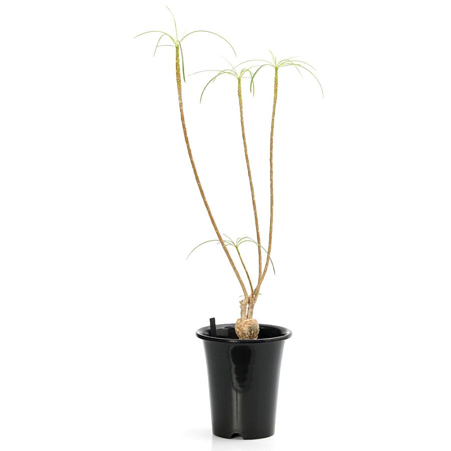 観葉植物）プルメリア フィリフォリア 接木 5号（1鉢） : charm 第2