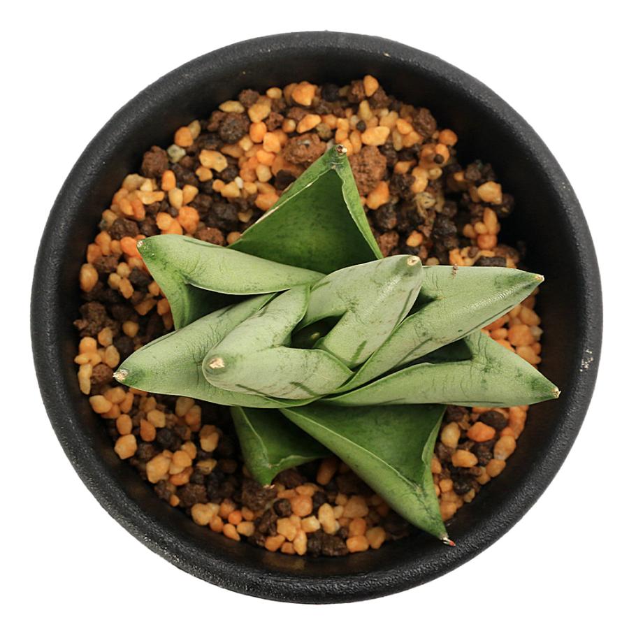 観葉植物）サンスベリア バイ フ― マイ 2．5号（1鉢） : charm 第2