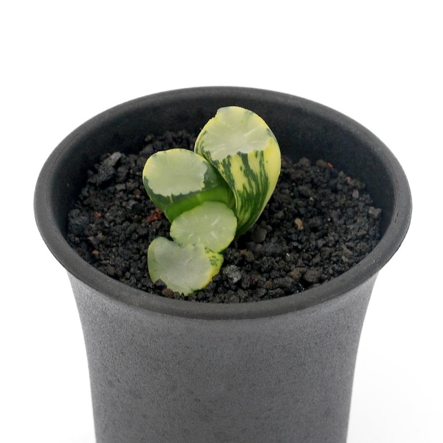 観葉植物）一点物 ハオルチア 白瓷万象錦 2．5号（1鉢） : charm 第
