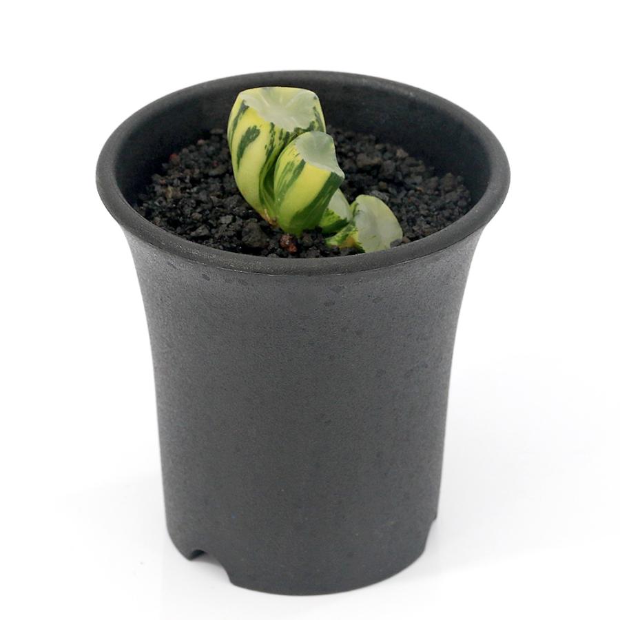 観葉植物）一点物 ハオルチア 白瓷万象錦 2．5号（1鉢） : charm 第